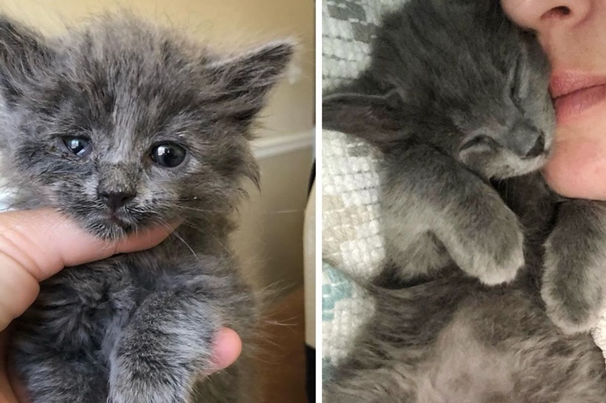 Kitten Rescued From Street in Unbearable Heat Finds Love Through Cuddles