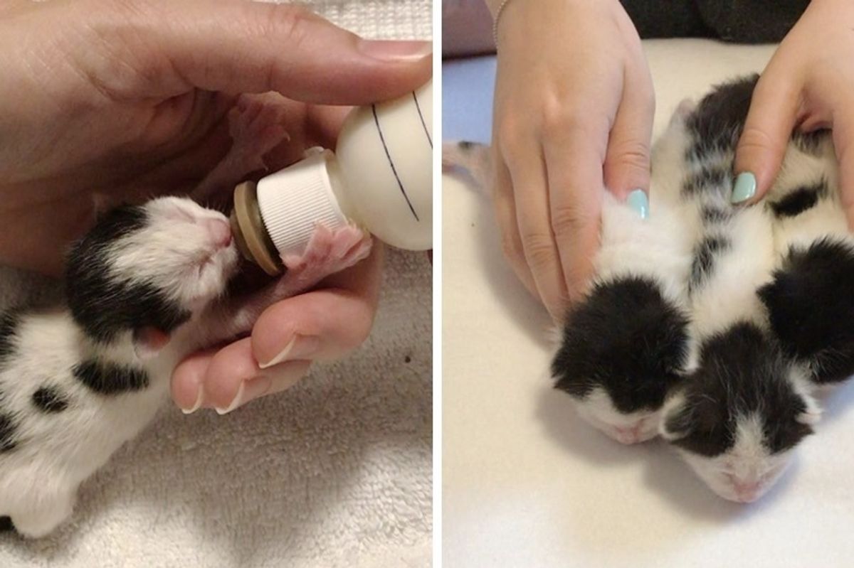 Kittens Rejected by Cat Mom Finds Someone They Love and Won't Let Go