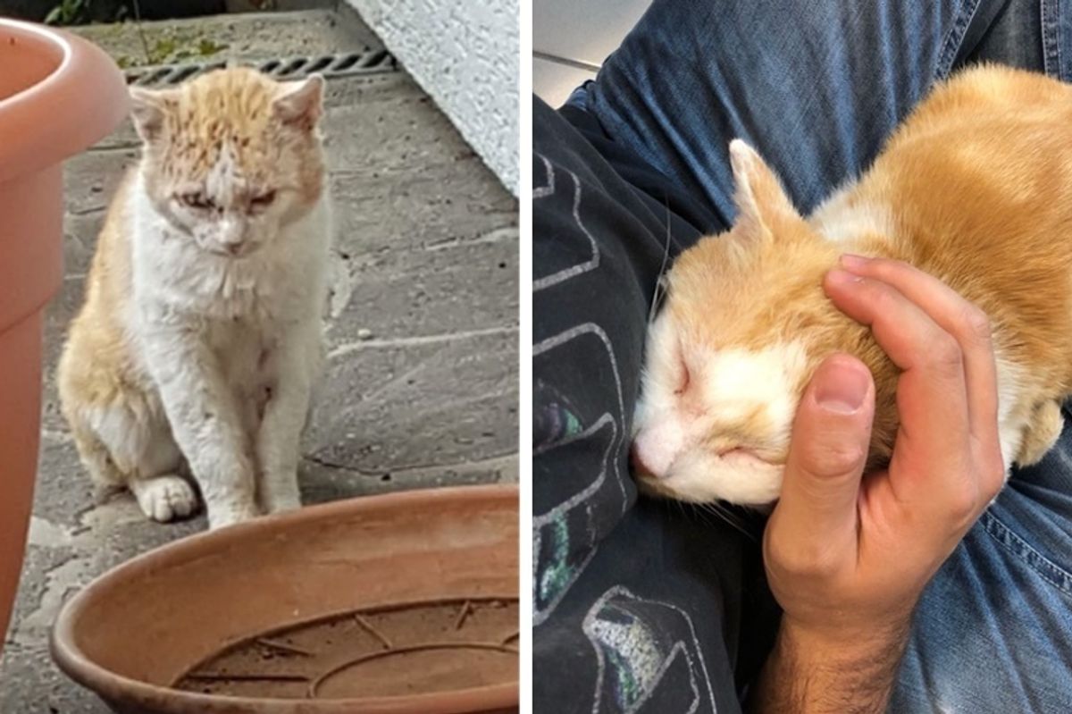 Cat So Fearful He Wouldn't Let Anyone Near Him Until He Finds a Family Determined to Save Him