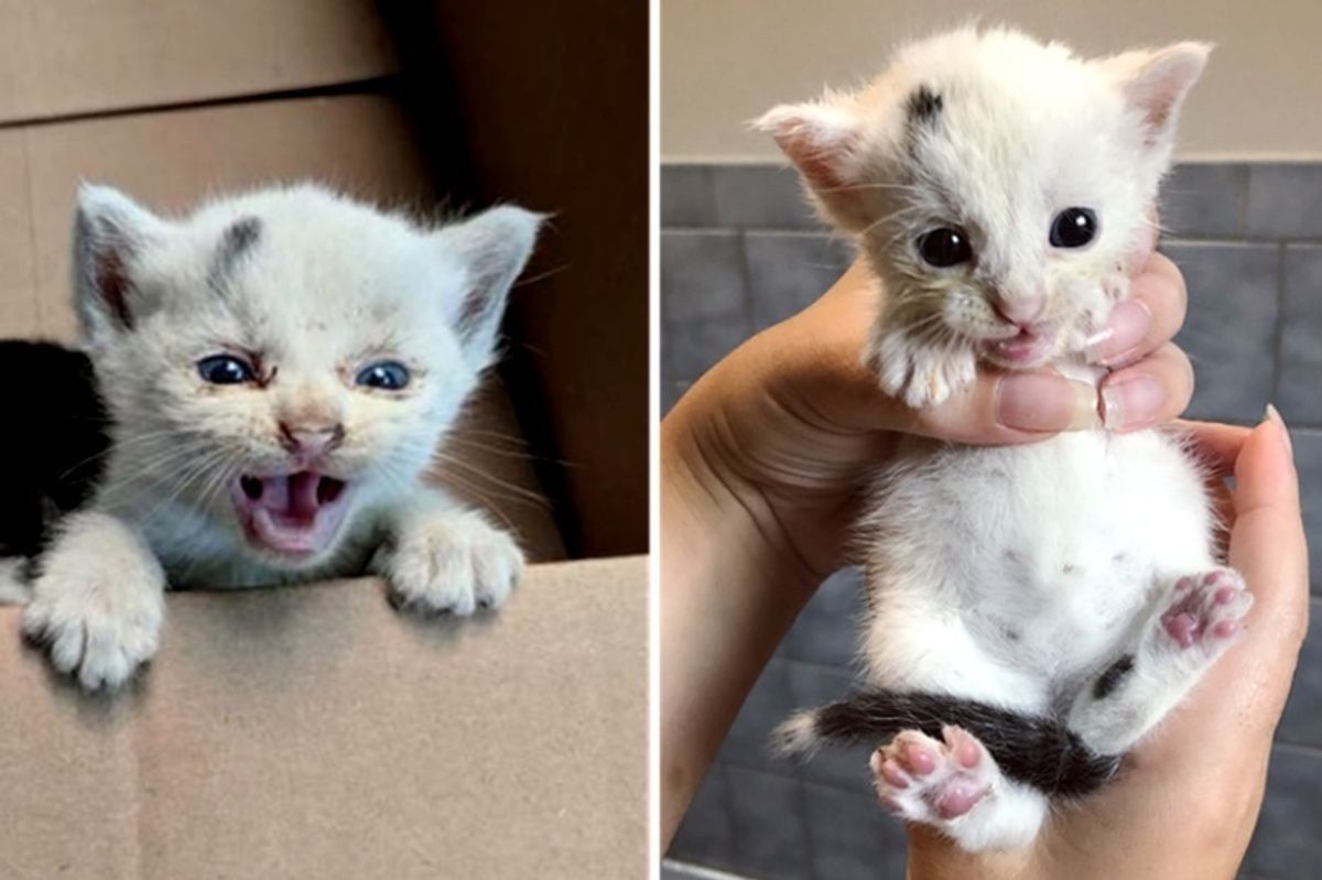Kittens Found Crying on Loading Dock, Get Much-needed Help and Comfort
