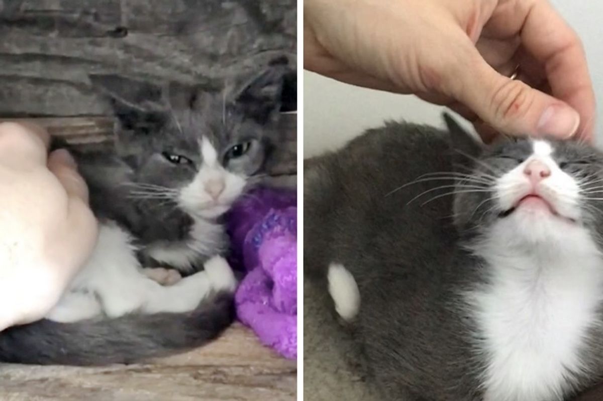 Man Saves Backyard Kitten Who Wouldn't Let Anyone Near, and Changes Her Life