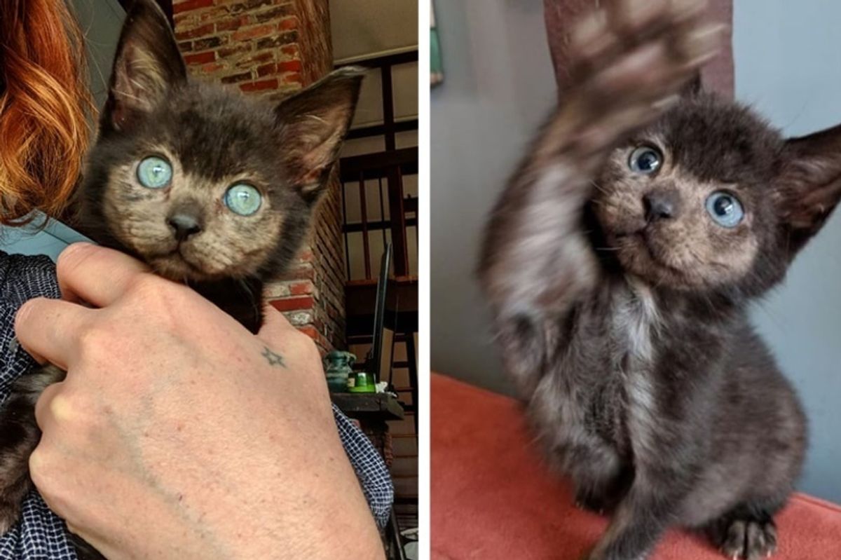 Orphaned Kitten Brought Back from the Brink, Grows Her Lost Fur Back in Different Color
