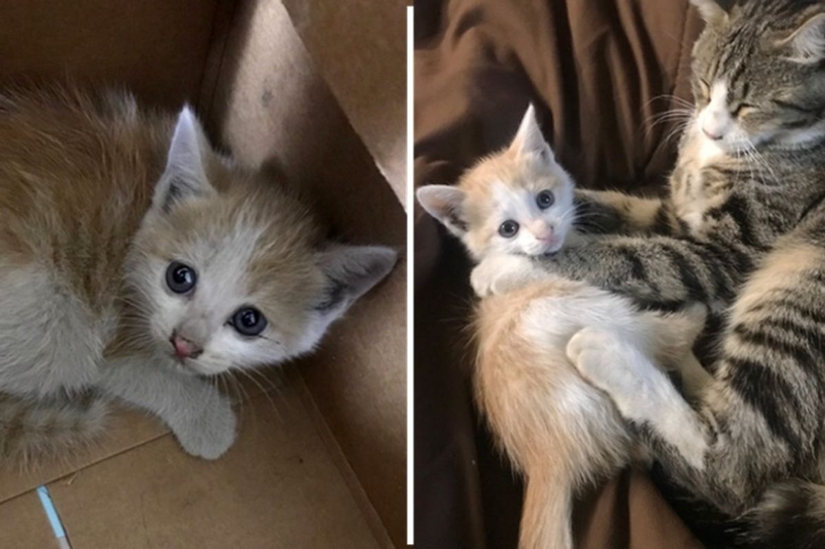 Man Saves Kitten Trapped in Ceiling, His Cat Insists On Taking Her in As His Cuddly Friend