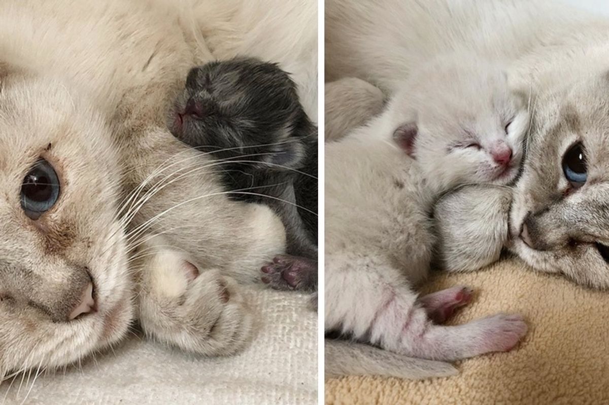 Feral Cat Mom Takes in Orphaned Kitten and Finds Comfort in Her Babies