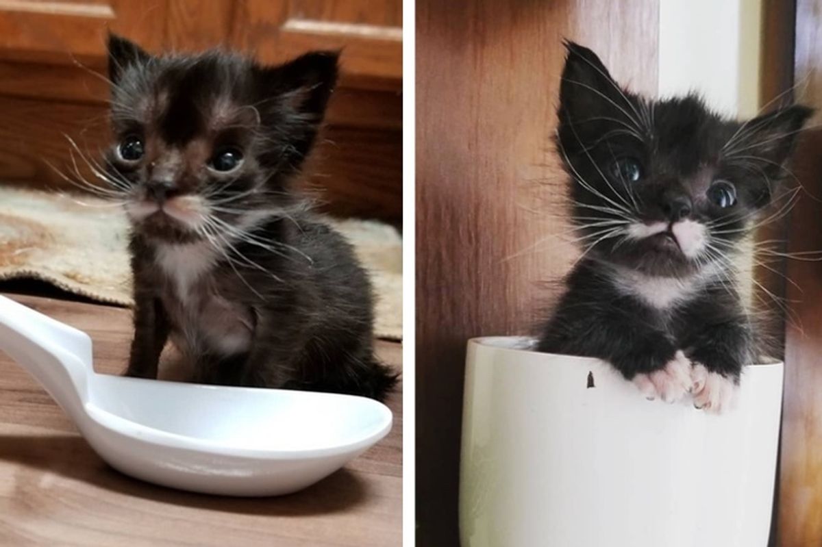 Rescued Kitten Size of a Spoon is Determined to Grow Big and Strong