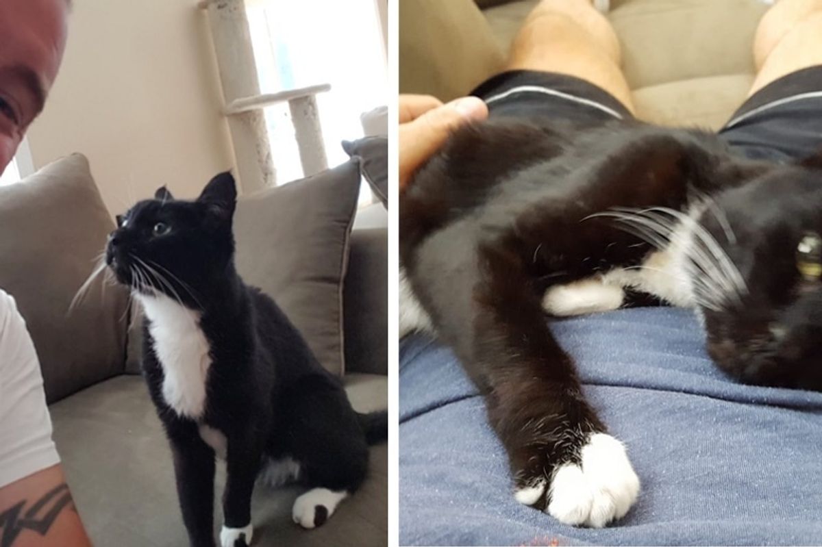 Man Meets 18-year-old Shelter Cat Who Takes a Liking to Him - He Couldn't Say No