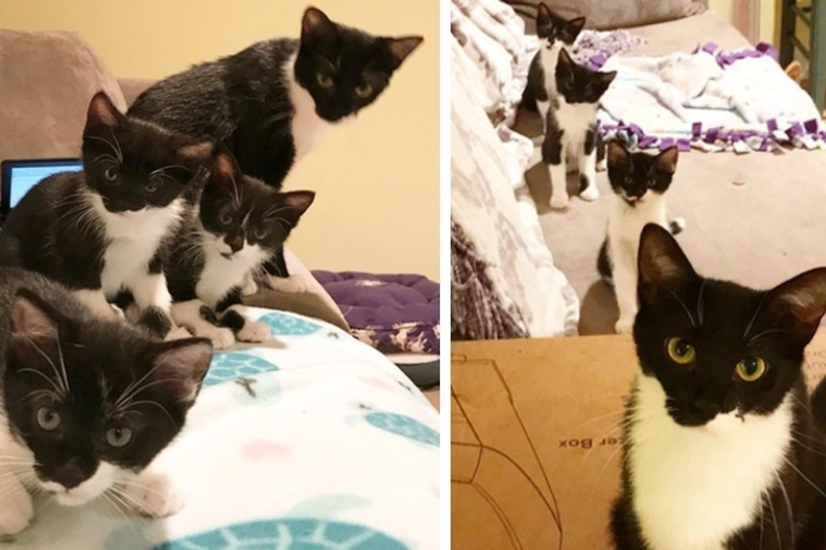 Cat Finds Family to Help Raise Her Kittens Who All Share Her Half-Mustache
