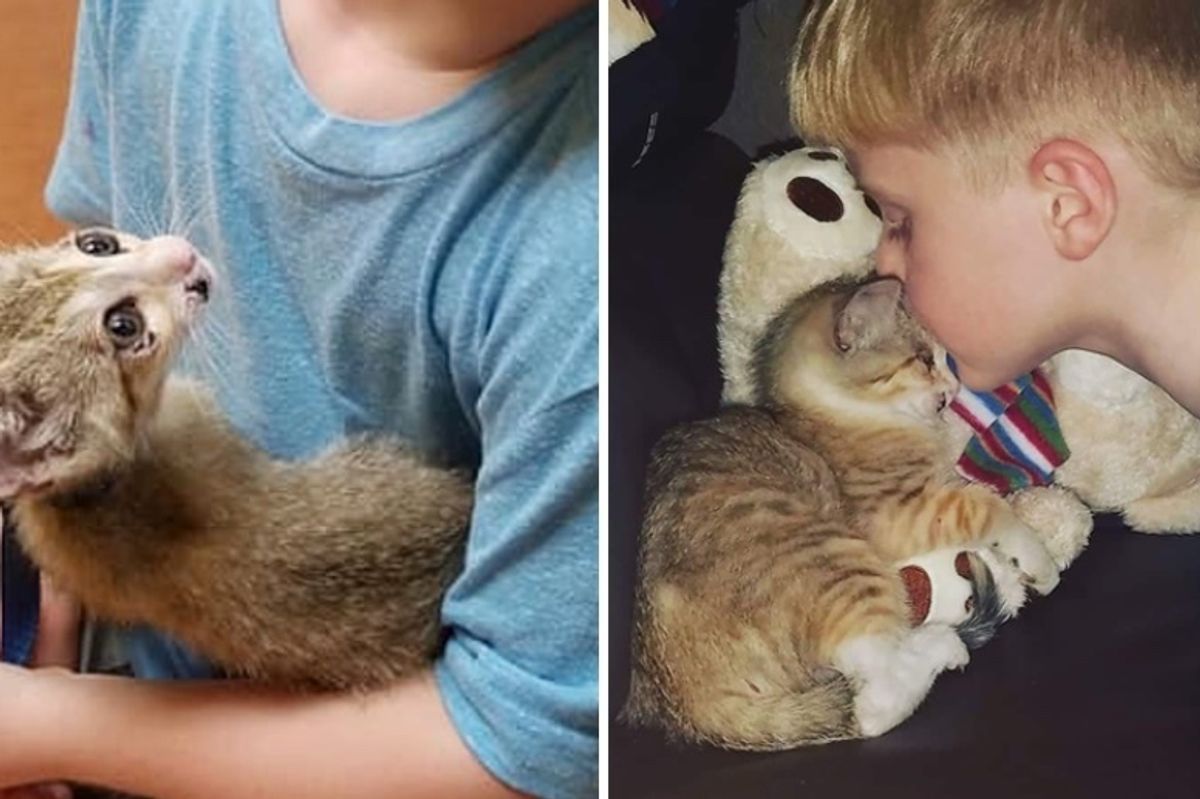 Family Saves Kitten Trapped in Heavy Traffic, the Kitty Holds onto Them and Won't Let Go