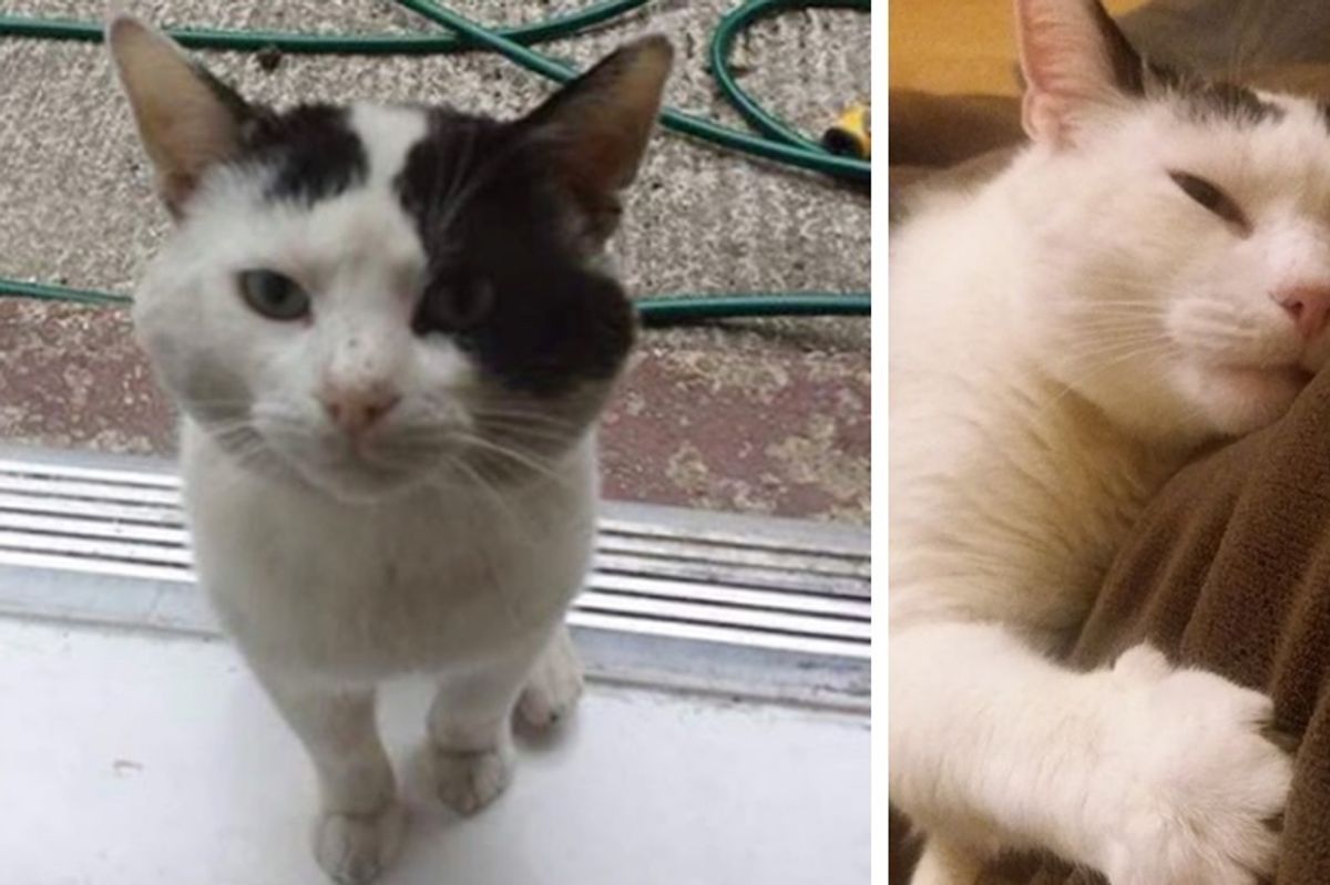 Cat Shows Up on Doorstep After Family Moved In, and Changes Their Lives
