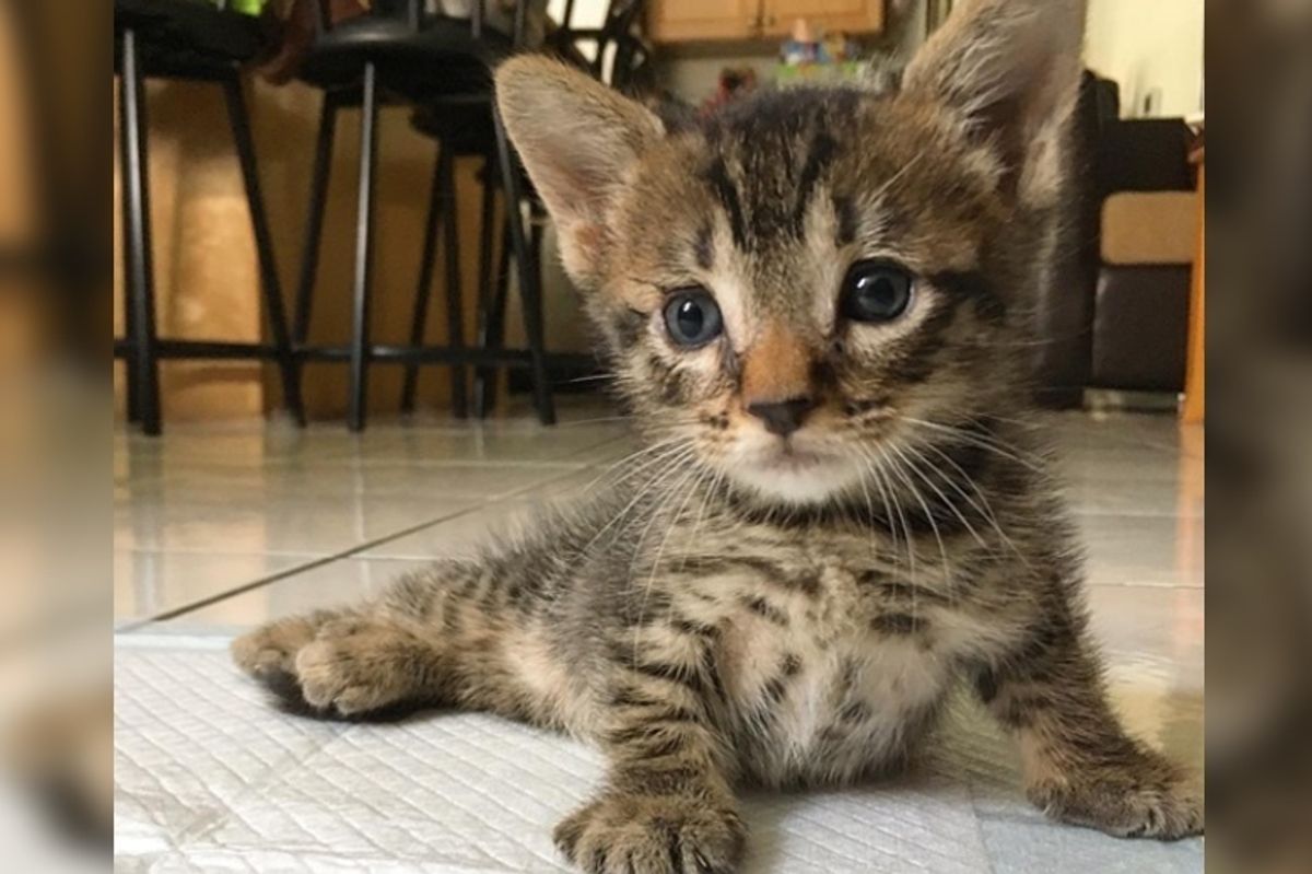 Rescuers Were Told to Give Up on Kitten Because He Would Never Walk But They Refused!