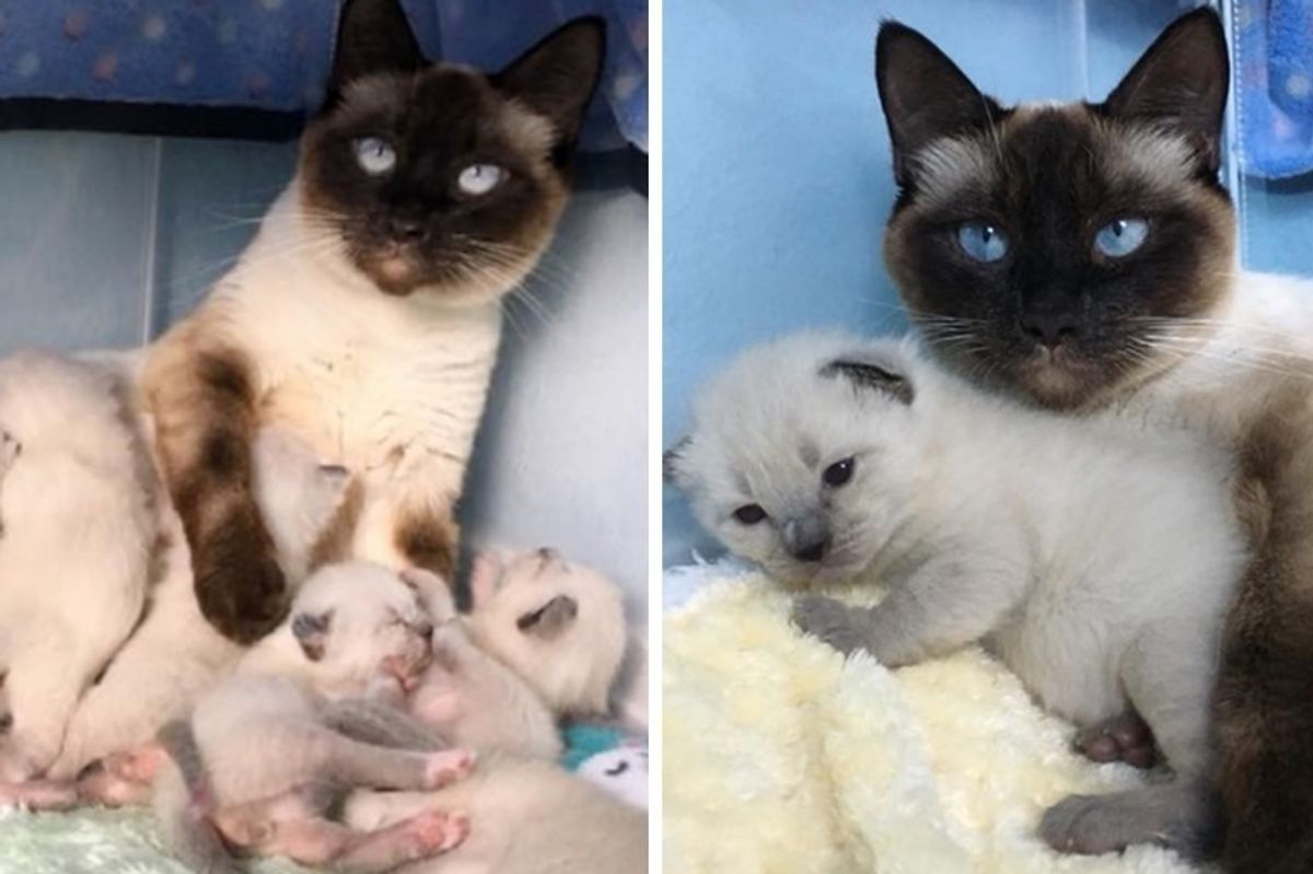 Stray Cat Gets a Safe Home to Raise Her 6 Kittens, She Won't Leave Their Side