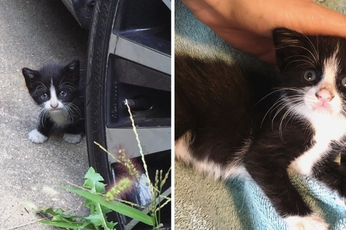 Shy Kitten Wanders into Backyard for Help - When She Discovers Cuddles, Her Life Changed Forever