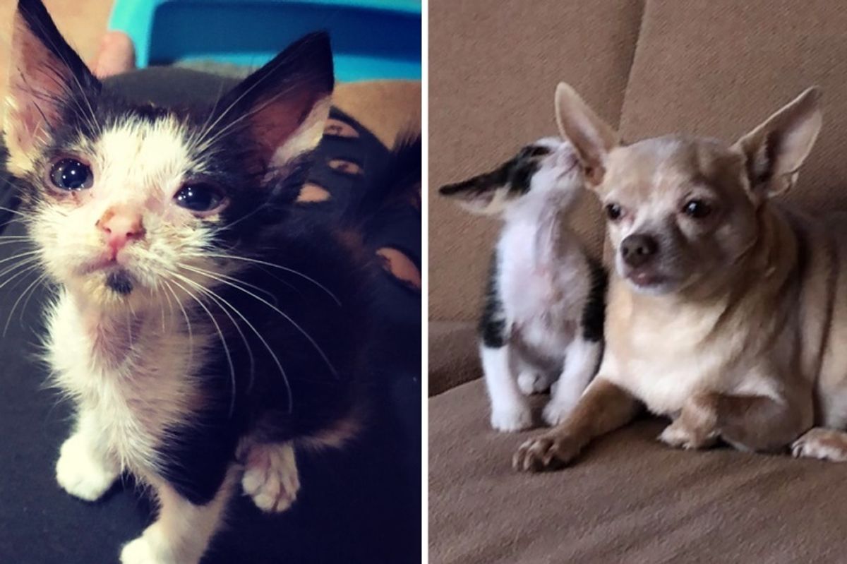 Kitten Cried to Woman for Help While She Was Traveling Overseas - She Couldn't Leave the Kitty There