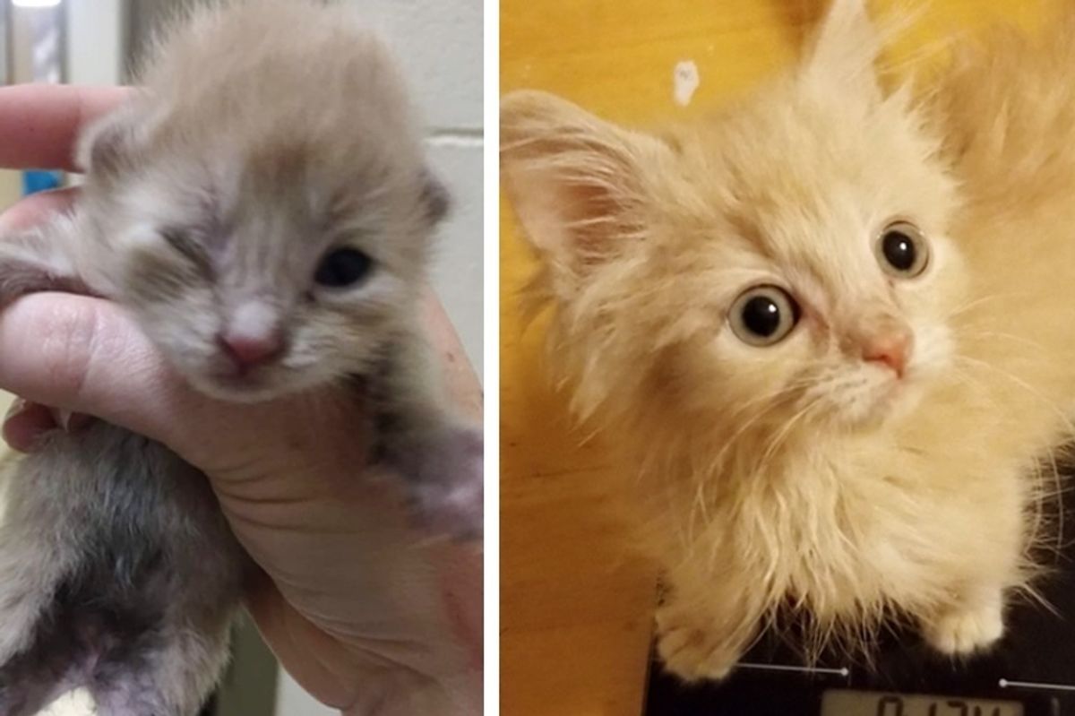 Orphaned Kitten Who Couldn't Grow for a Long Time, Never Gave Up Trying
