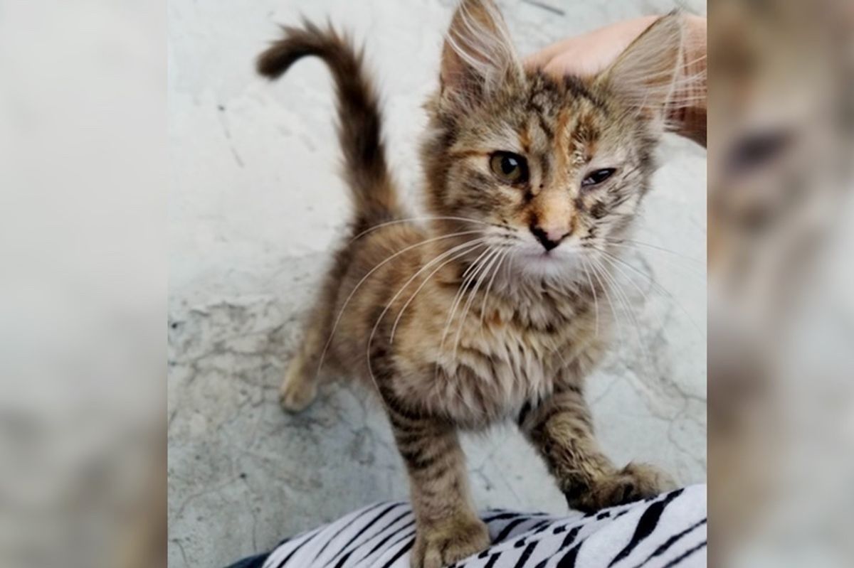 Kitten Found Under Street Lamp Stops Crying and Starts Purring When She Finds Someone to Love