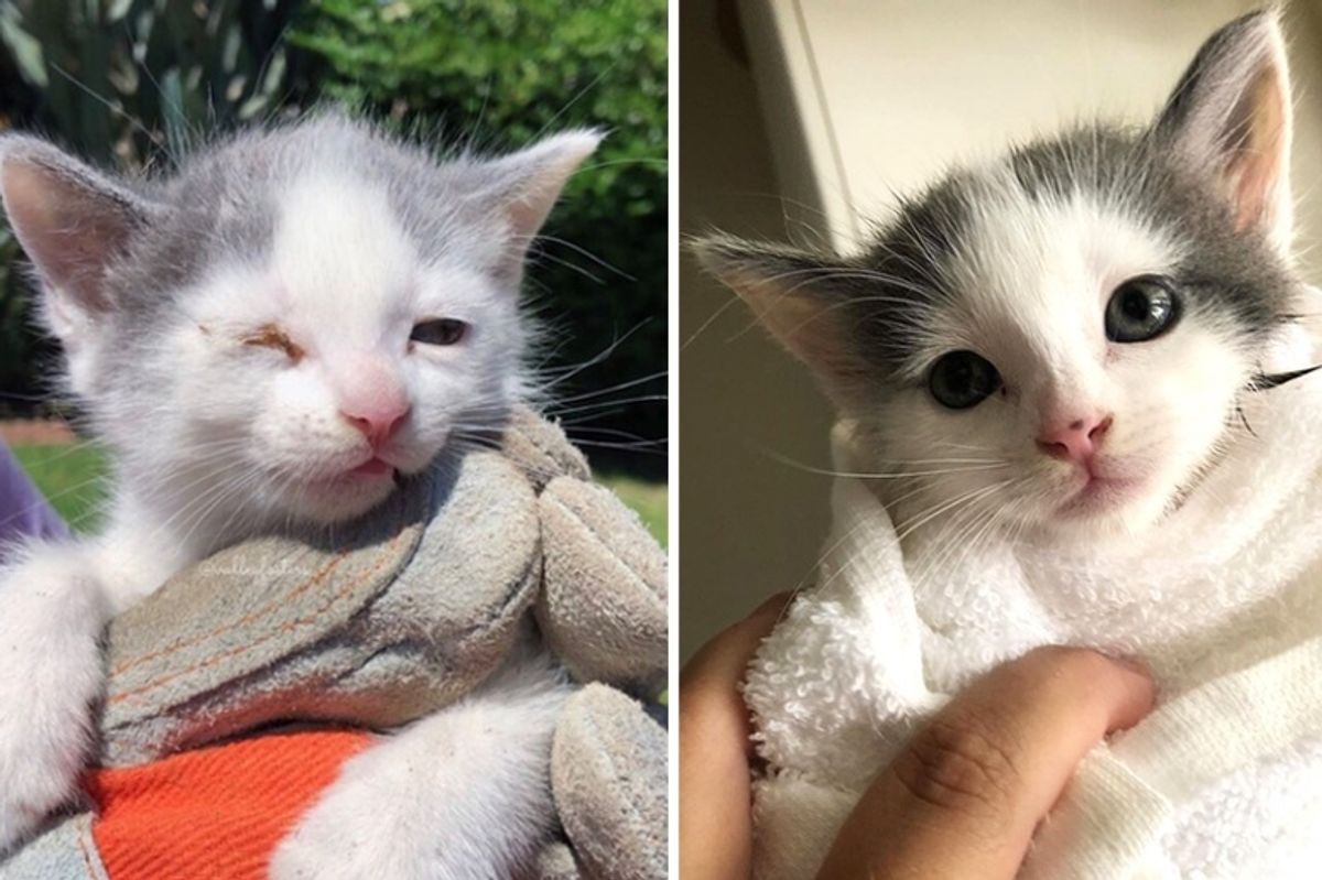 Man Heard Kitten's Cries in Backyard and Found 3 Kitties Needing Help