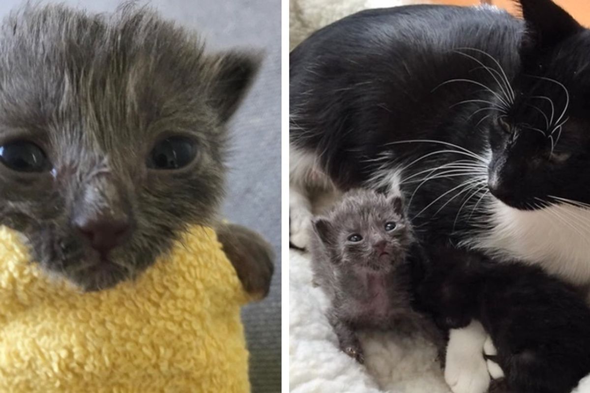 Feral Cat Mom Hears Orphaned Kittens Cry and Comes Running to Them