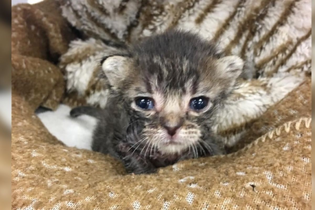 Kitten Found on Hot Asphalt, Beat the Odds When No One Knew He Would Survive
