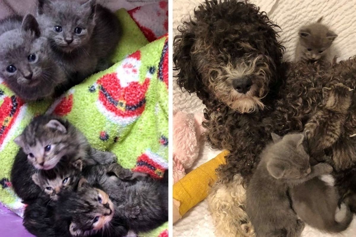 Kittens Who Need a Mom, Find Love in Rescued Dog Who Misses Her Pups