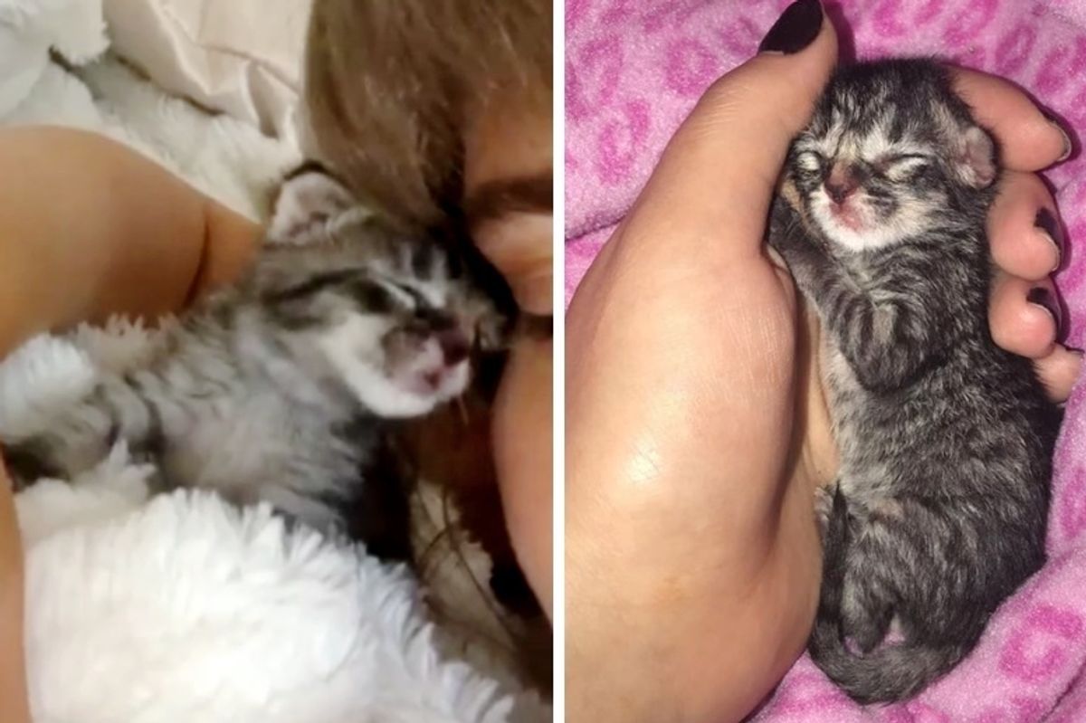 Kitten Who Was Abandoned in Parking Lot, Finds New Mom and Won't Let Go