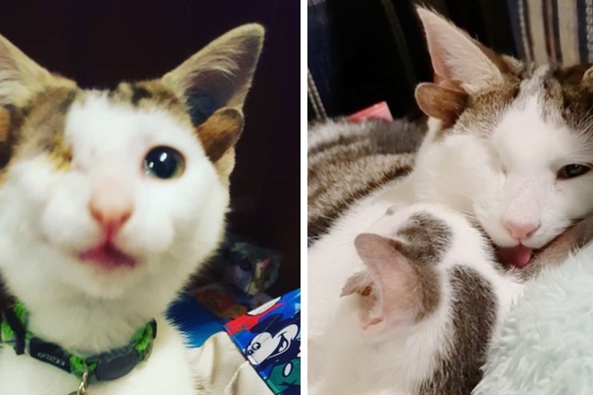 Rescued Kitten with 4 Ears Meets His Little Brother Who Also Has Extra Ears, for the First Time