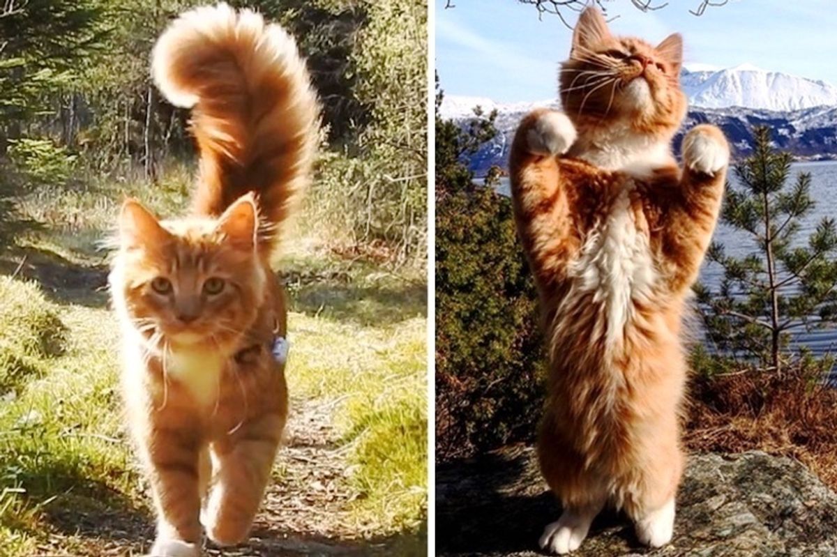 Kitten Follows His Humans Loyally Everywhere They Go After They Gave Him a Home