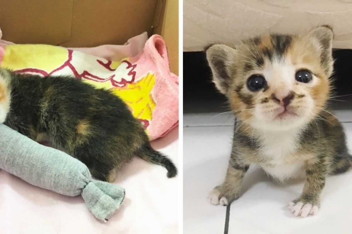 Woman Saved Kitten Lying on Street Alone, While Others Just Passed Her By