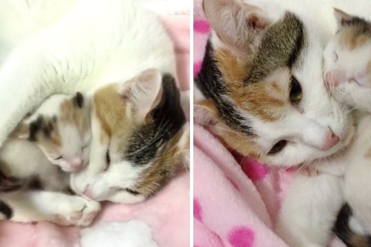 Cat Mom Rescued Along with Her Surviving Kitten - She Wouldn't Let Her Go