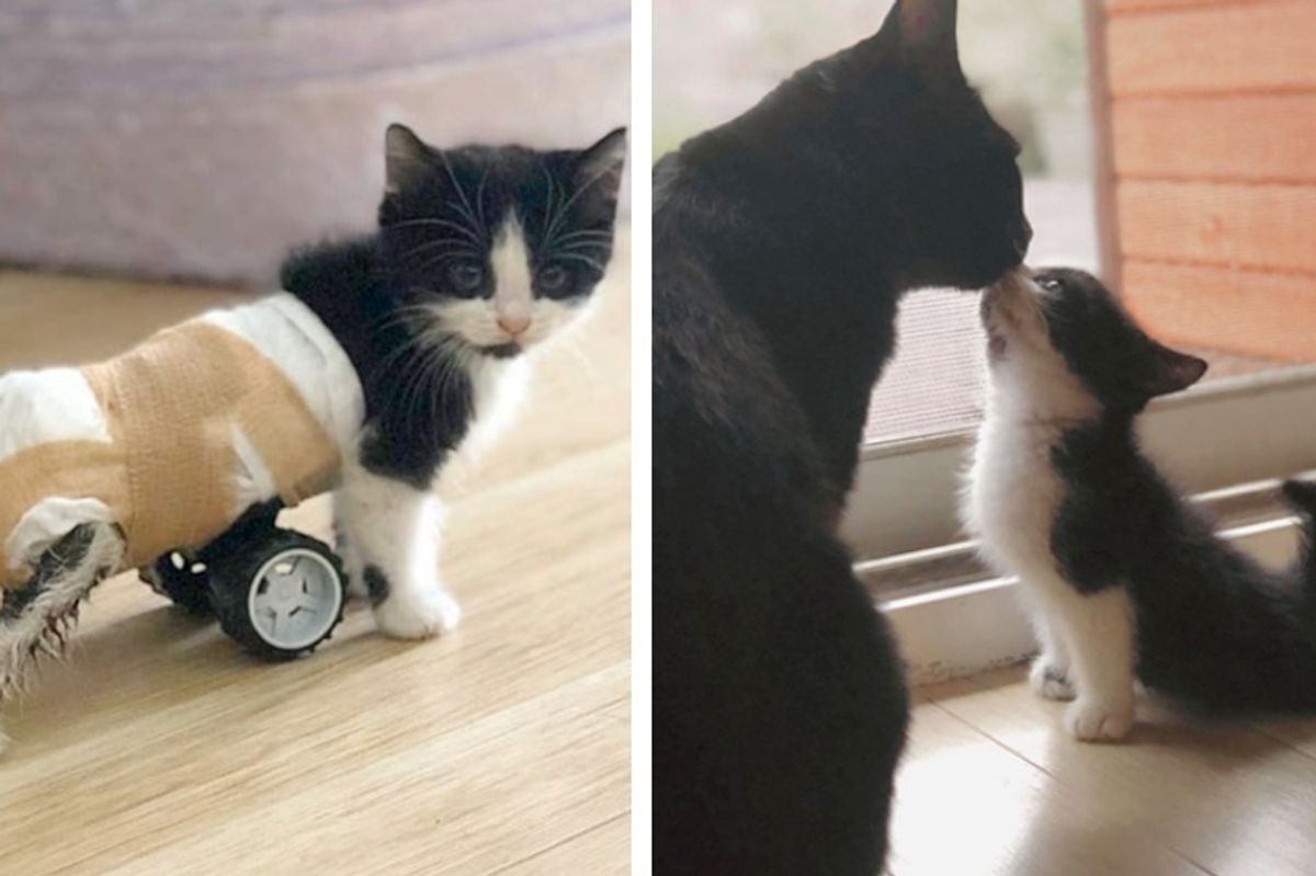 Kitten Who Can't Use His Back Legs, Gets New Set of Wheels and Can't Stop Running