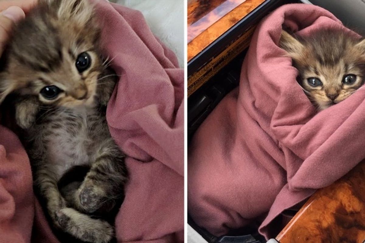 Woman Rescued Kitten Born With Backwards Legs While Others Decided to Give Up