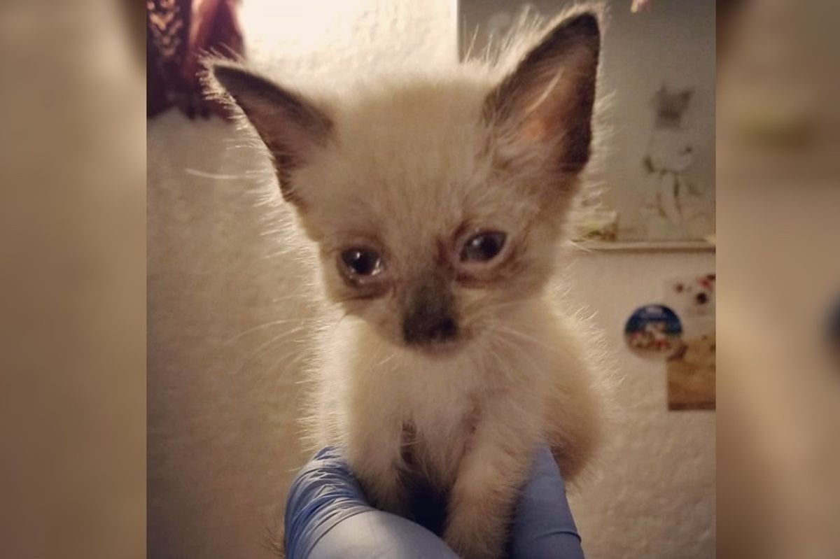 Kitten Who Was Found Near-blind, Got Her Beautiful Eyes Back Through Incredible Recovery