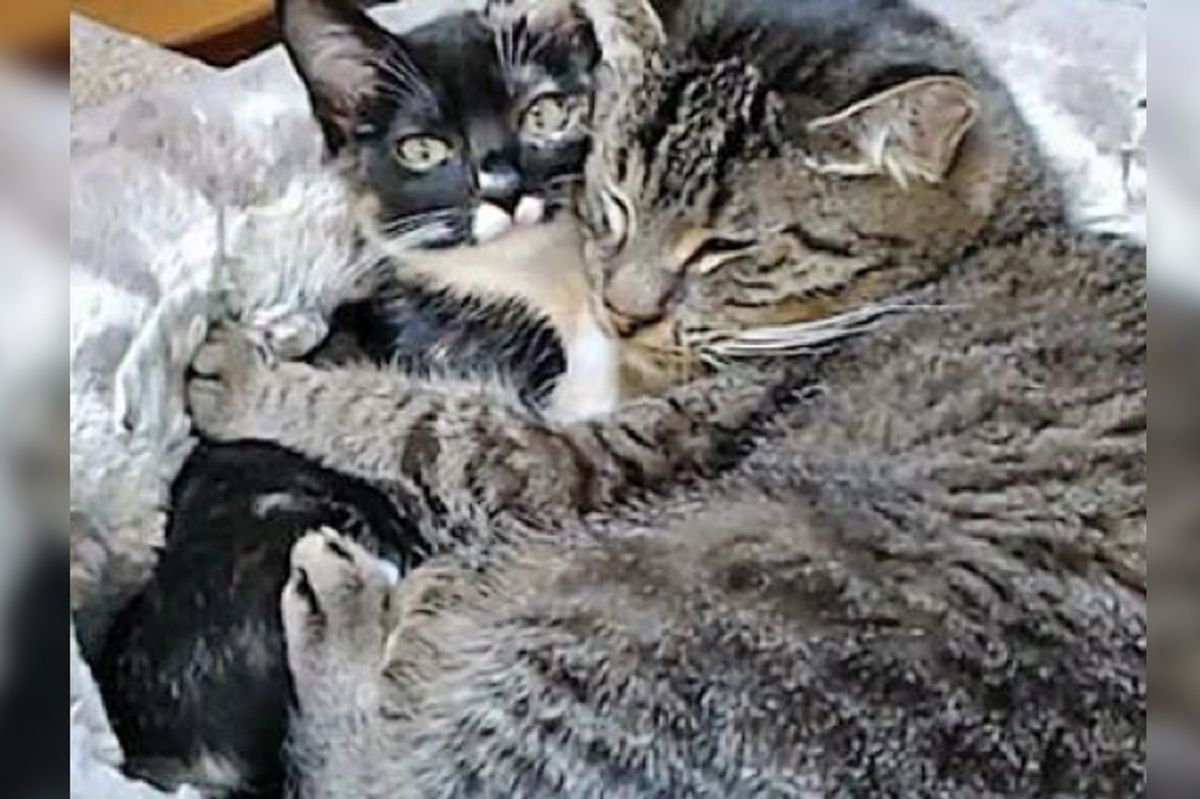 Grandpa Cat Has a Feline Admirer Who Follows Him Around for Snuggles