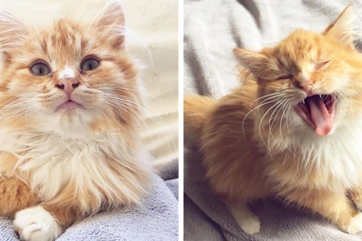 Man Saves Kitten Said to Be "Too Feral" to Adopt - Within an Hour, the Kitten Starts to Change