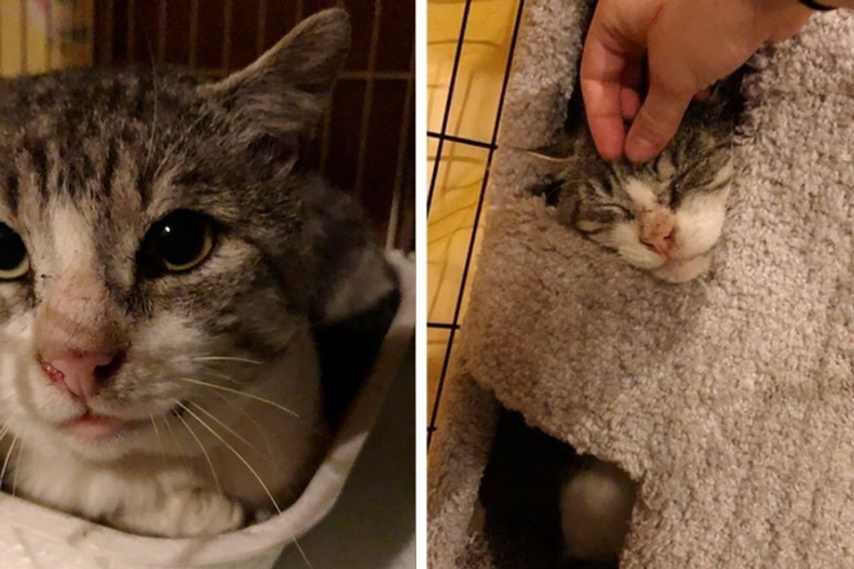Cat Who Lived All His Life on the Streets, Tells Rescuer He Doesn't Want to Be a Feral Any More