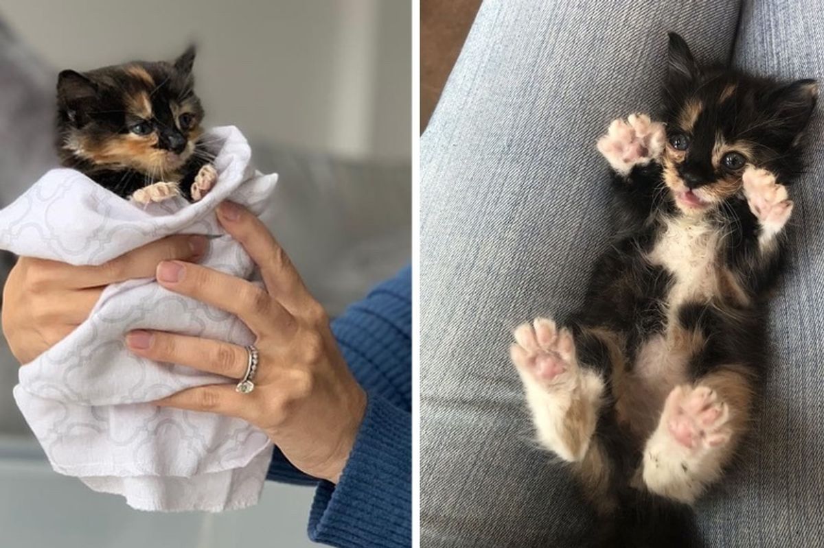 Kitten Who Was Found Crying Alone in Backyard, Finds Someone She Loves