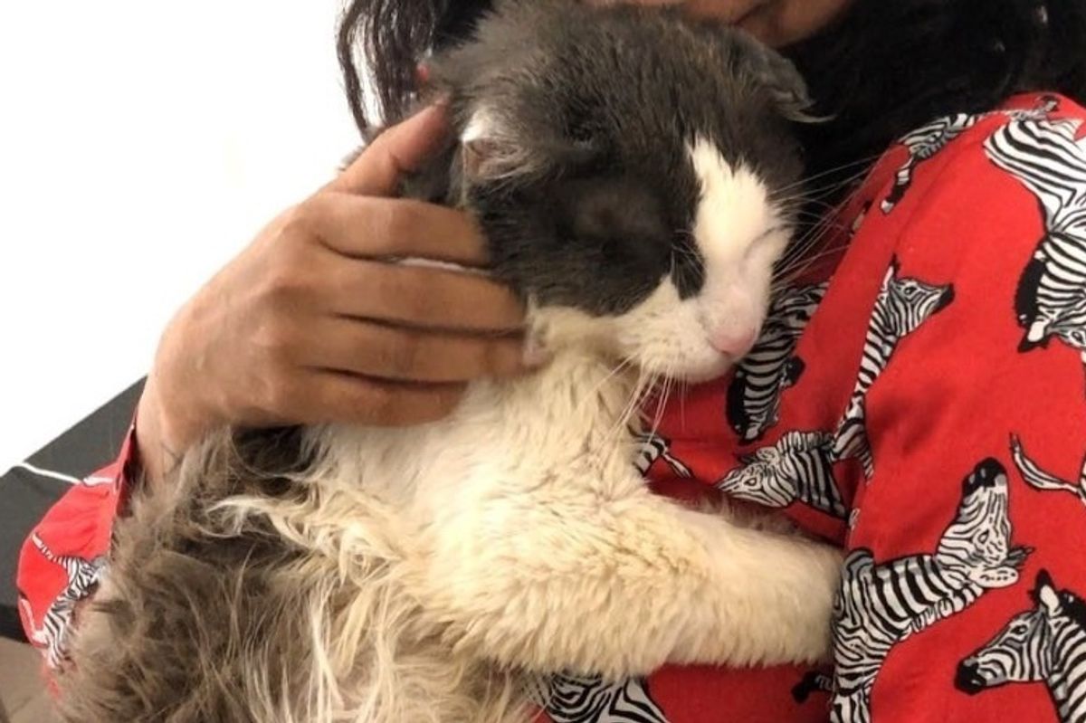 Scraggly Street Cat Walks into Carrier for Help and Can't Stop Cuddling His Rescuers