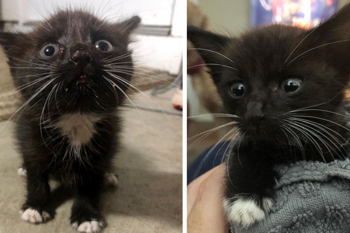Kitten Crawls Out From Under Car and Runs Up to Woman Right Before Storm