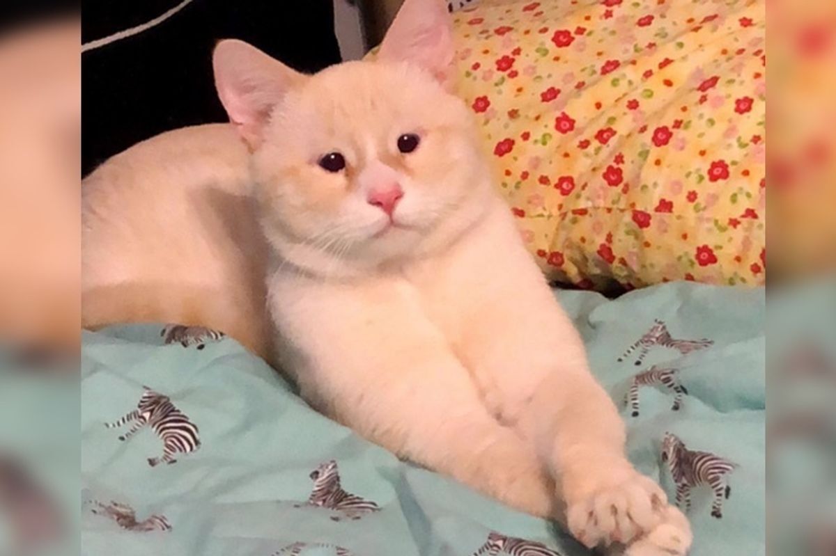 Woman Adopts Cat and Comes Back to Shelter for His Blind Brother