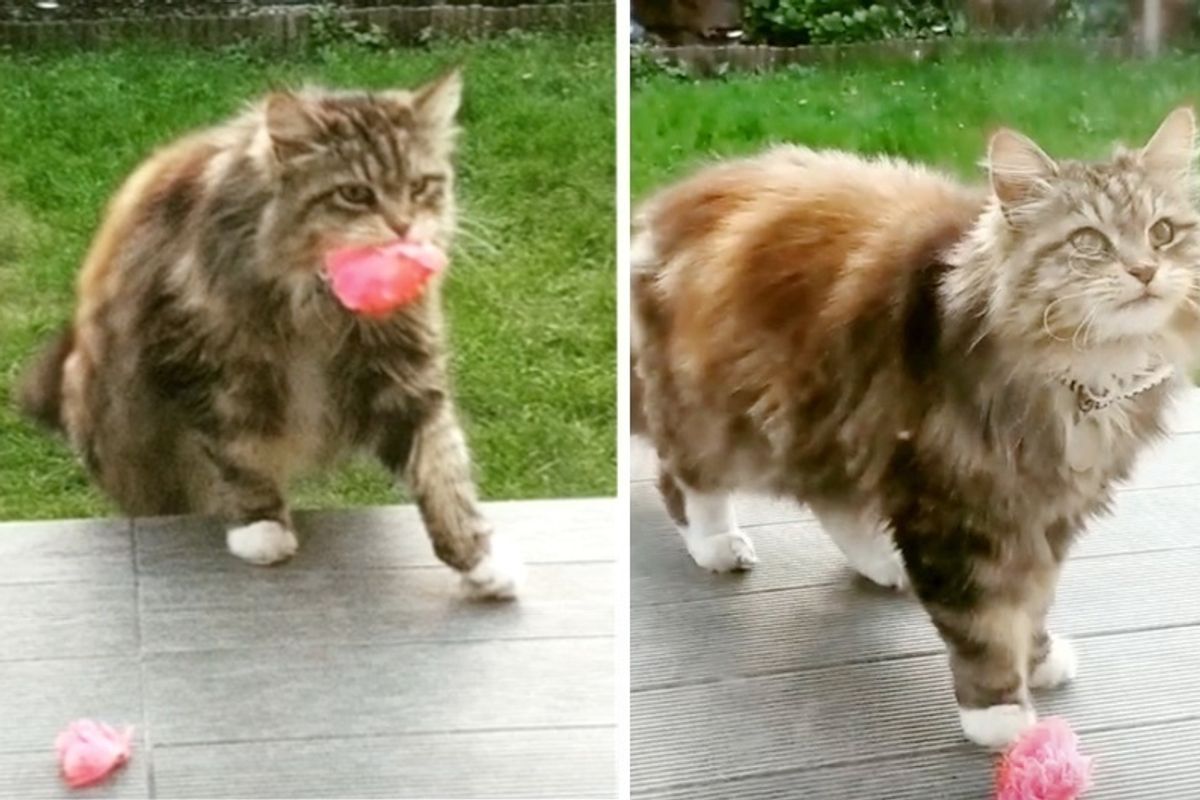 Cat Brings Flowers to Neighbors From Her Garden Regularly Since Spring
