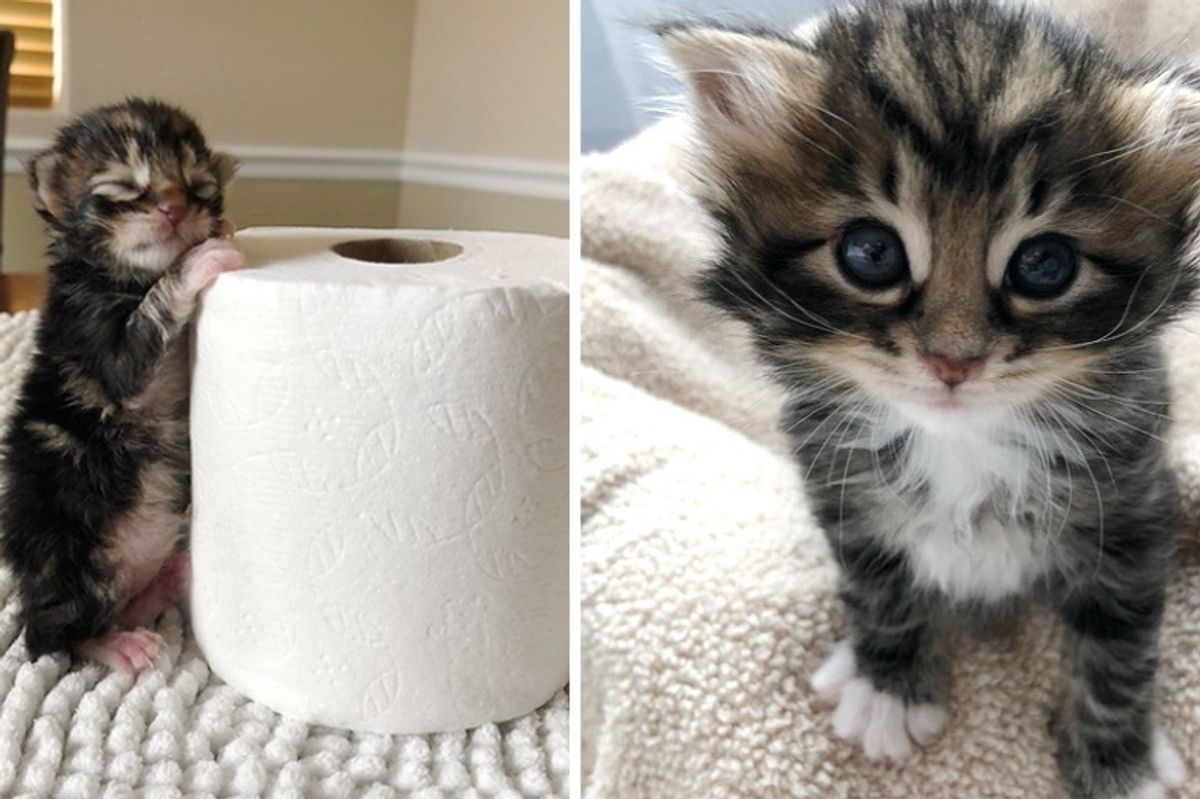Kitten Found Abandoned in a Bush Just Hours Old, Has Her Life Turned Around by Loving Couple