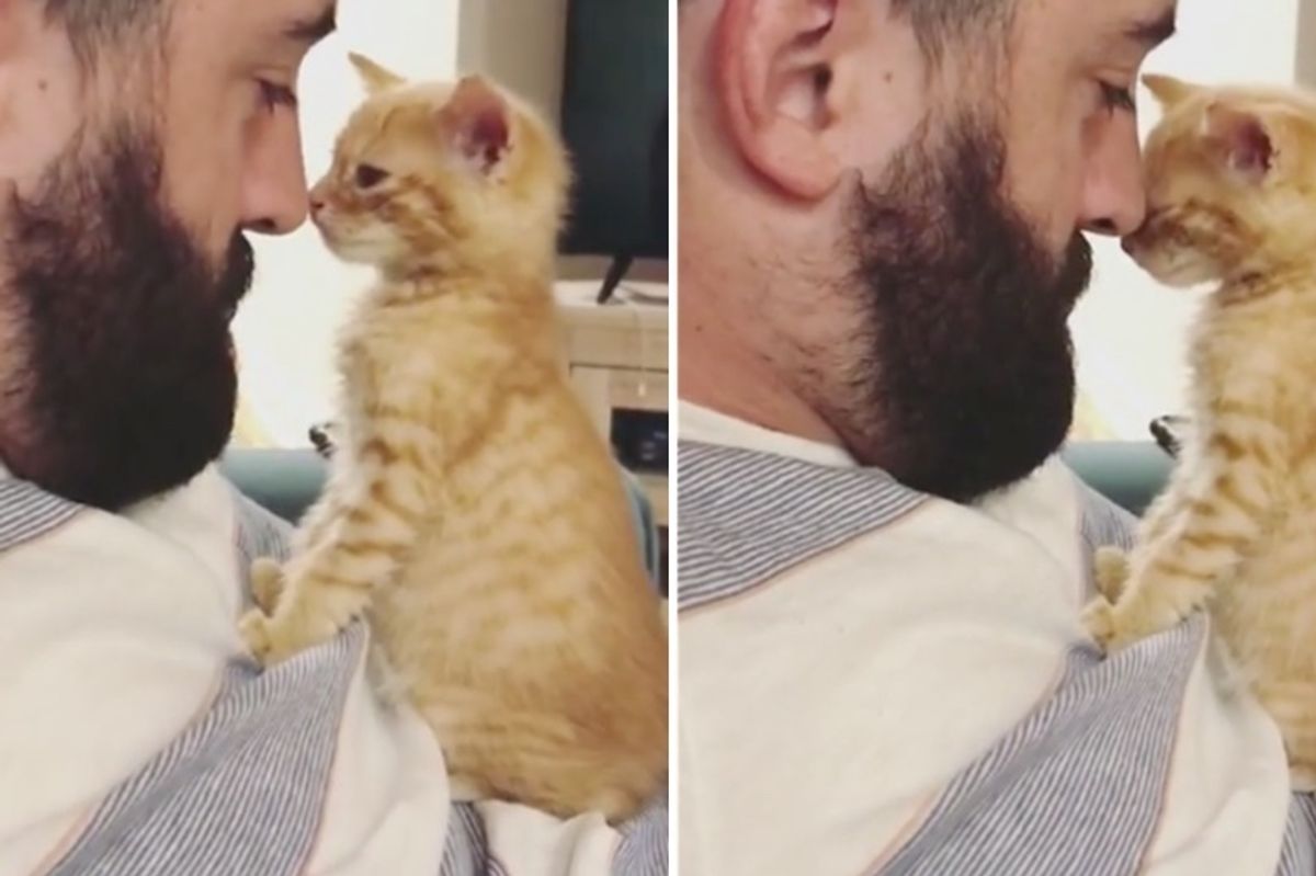 Couple Gives Orphaned Kitten a Foster Home - He Holds onto Them and Won't Let Go