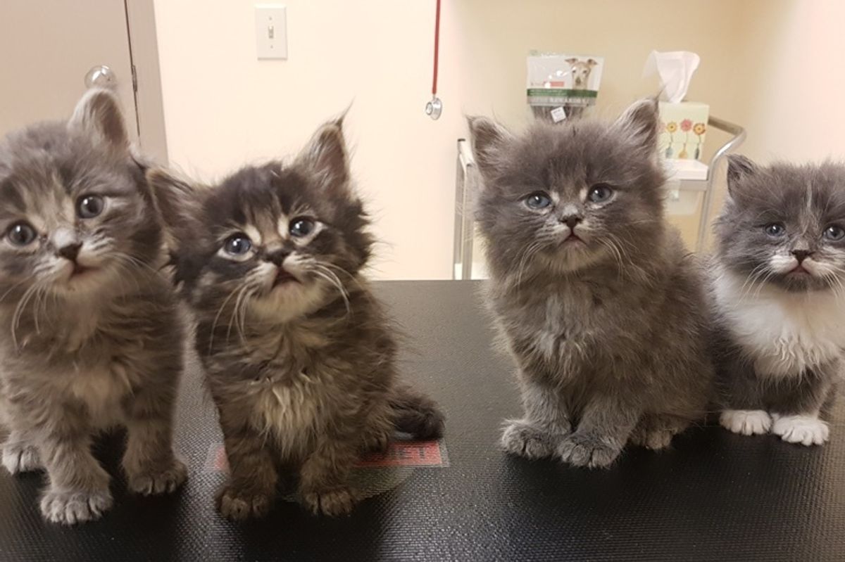 Man Found 8 Kittens Huddled Up in an Alley During the Bitter Cold and Rushed to Save Them