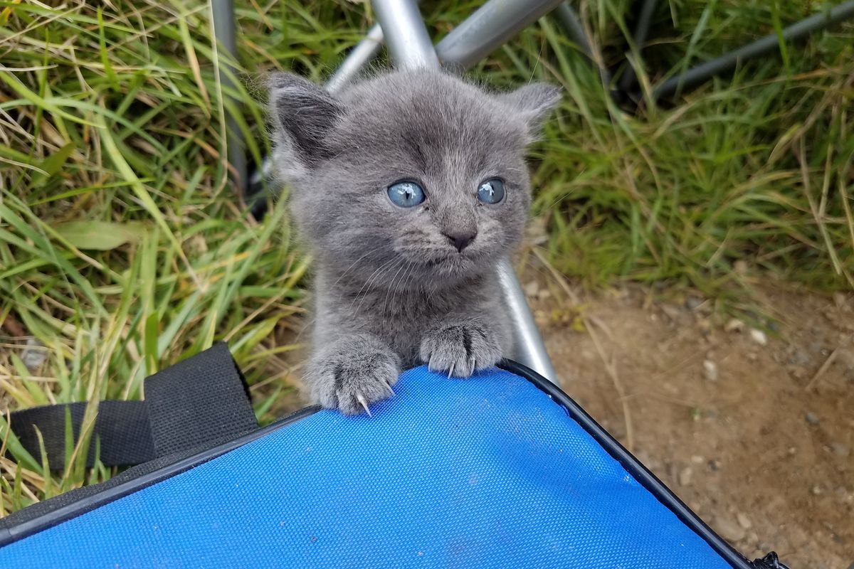 Kitten Scampers Up to Man Meowing for Love While He is Fishing