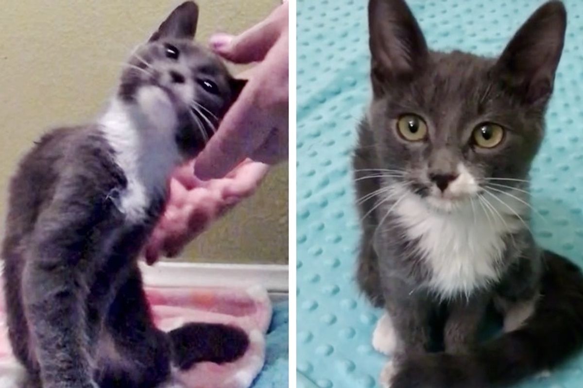 Woman Helps Stray Kitten Walk Again, the Kitty Clings to Her Everywhere She Goes