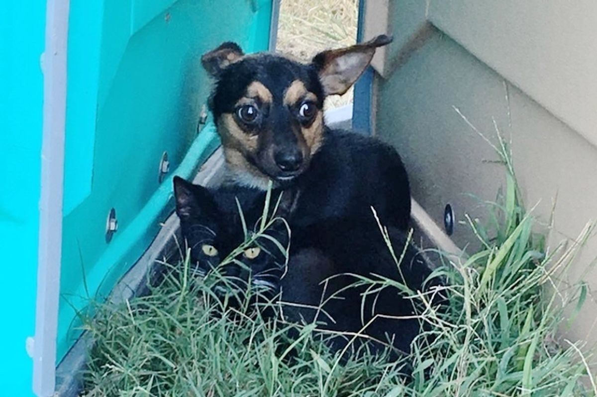Kitten Huddled Up to Dog and Won't Leave Him Until They are Saved Together