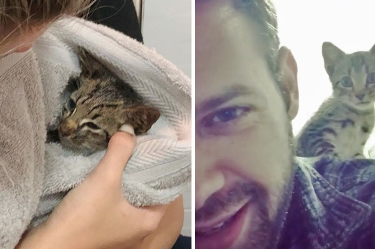 Kitten Found Crawling on Sidewalk, Has His Life Turned Around and Won't Stop Purring