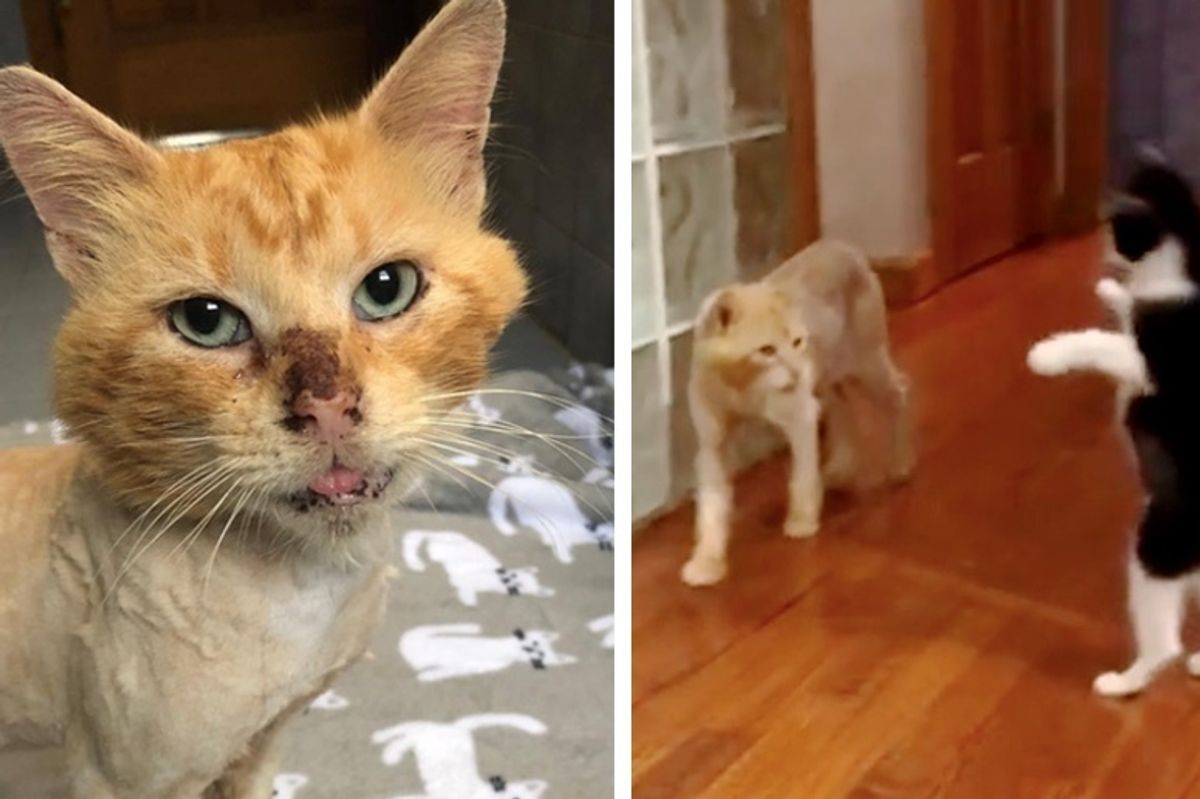 Cat Who Lived Most His Life as a Stray, Bonds with Kitten Who Brings Him Joy