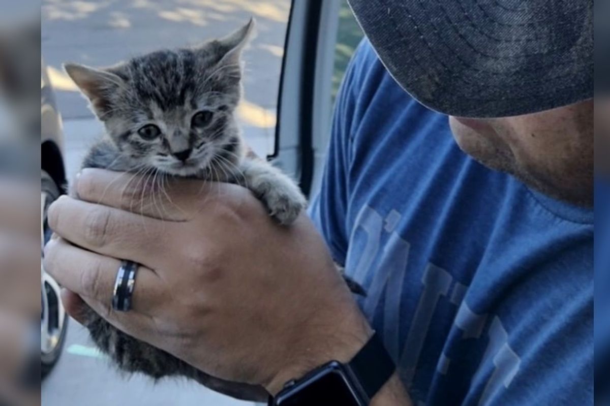 Man Spent 2 Days Rescuing Kitten and Reunited Her with 8 Other Kitty Friends