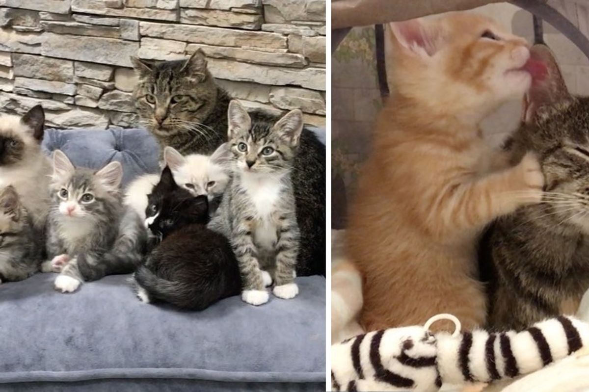 Kittens Give an Old Cat a Purpose to Live - He's Outlived Everyone's Expectations