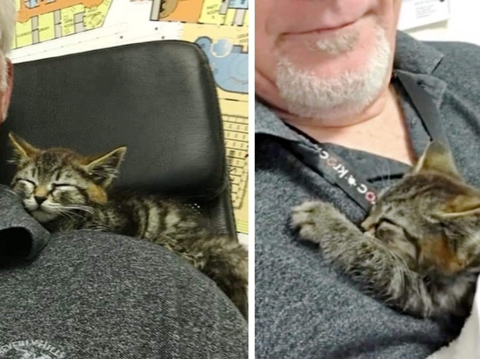 Man Saves Kitten Stuck on Busy Road While Others Keep ...